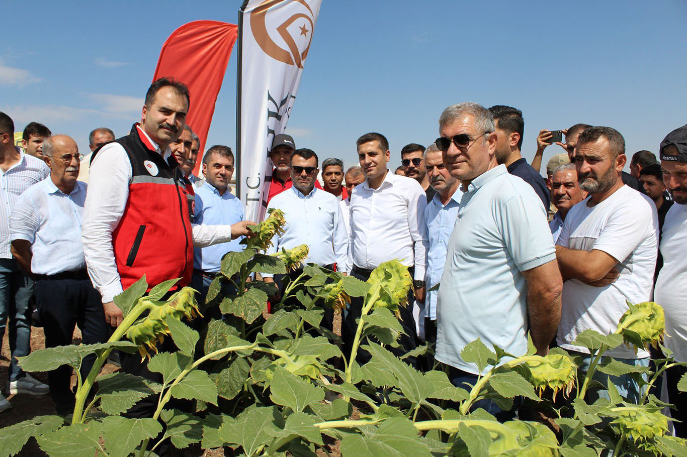 İkinci Ürün Ayçiçeği Üretimi Tanıtıldı