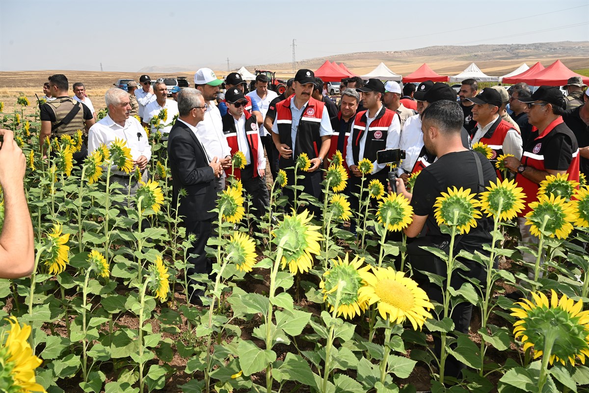 Batman’da 762 Dekarda İkinci Ürün Ayçiçeği Ekimi