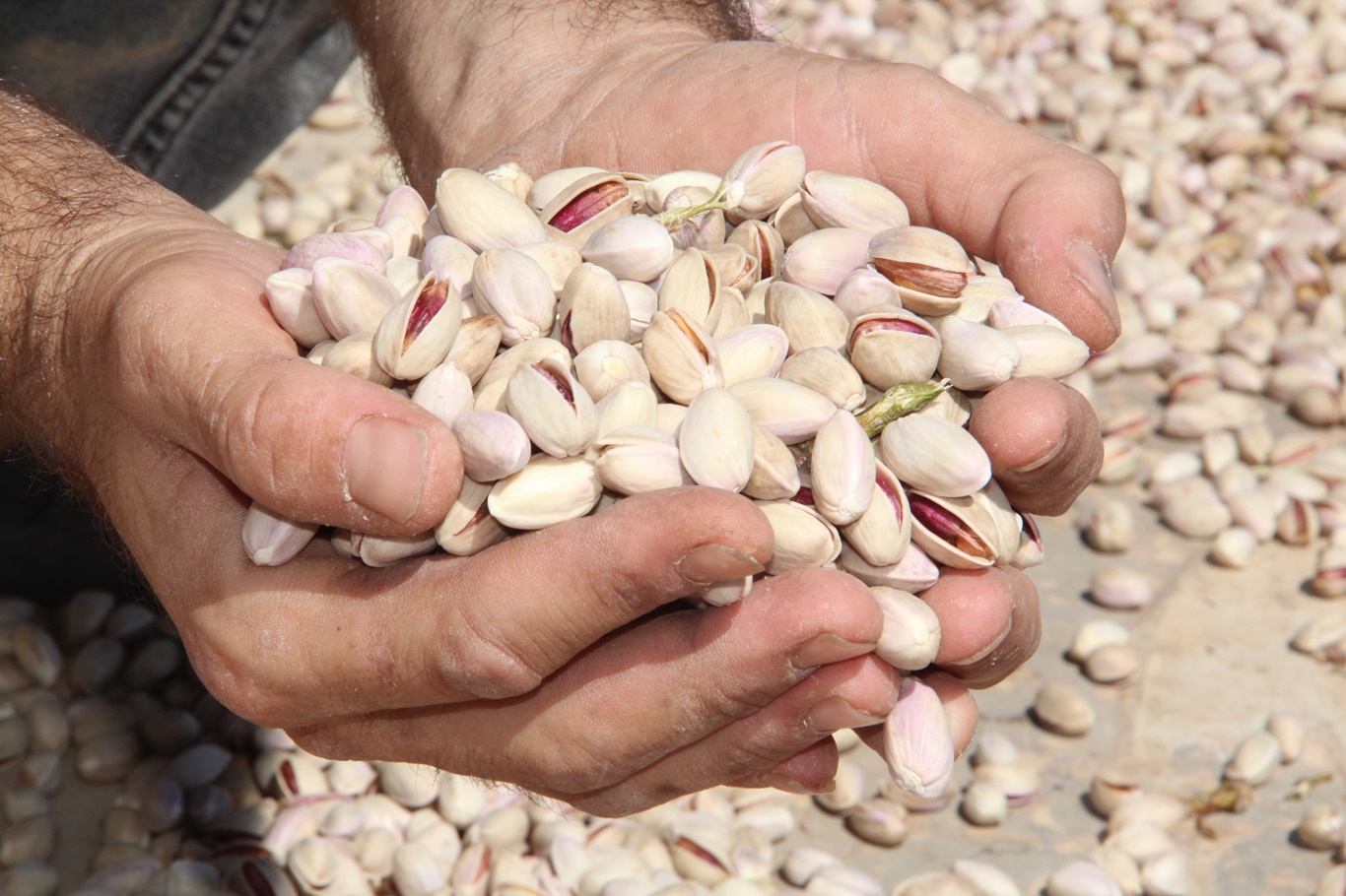 Batman’da Fıstık Hasadı Başladı: Verim Yüzde 50 Düştü