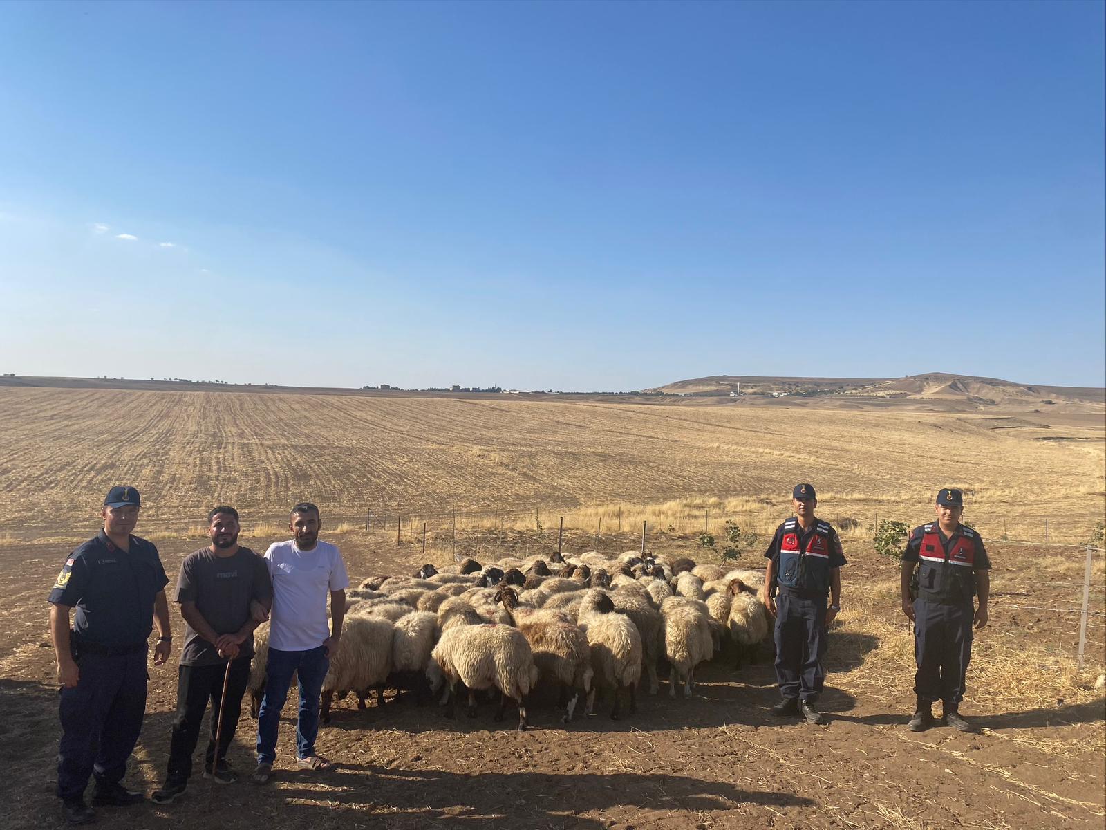 Kaybolan küçükbaş hayvanlar bulundu