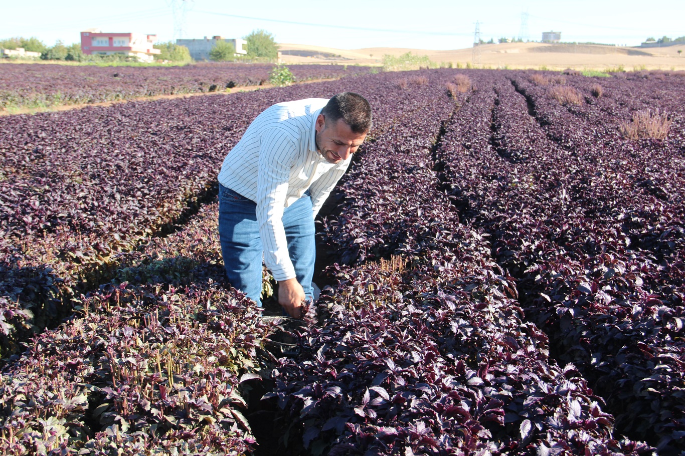 Batmanlı Çiftçi 15 Yıldır Mor Reyhan Üretiyor