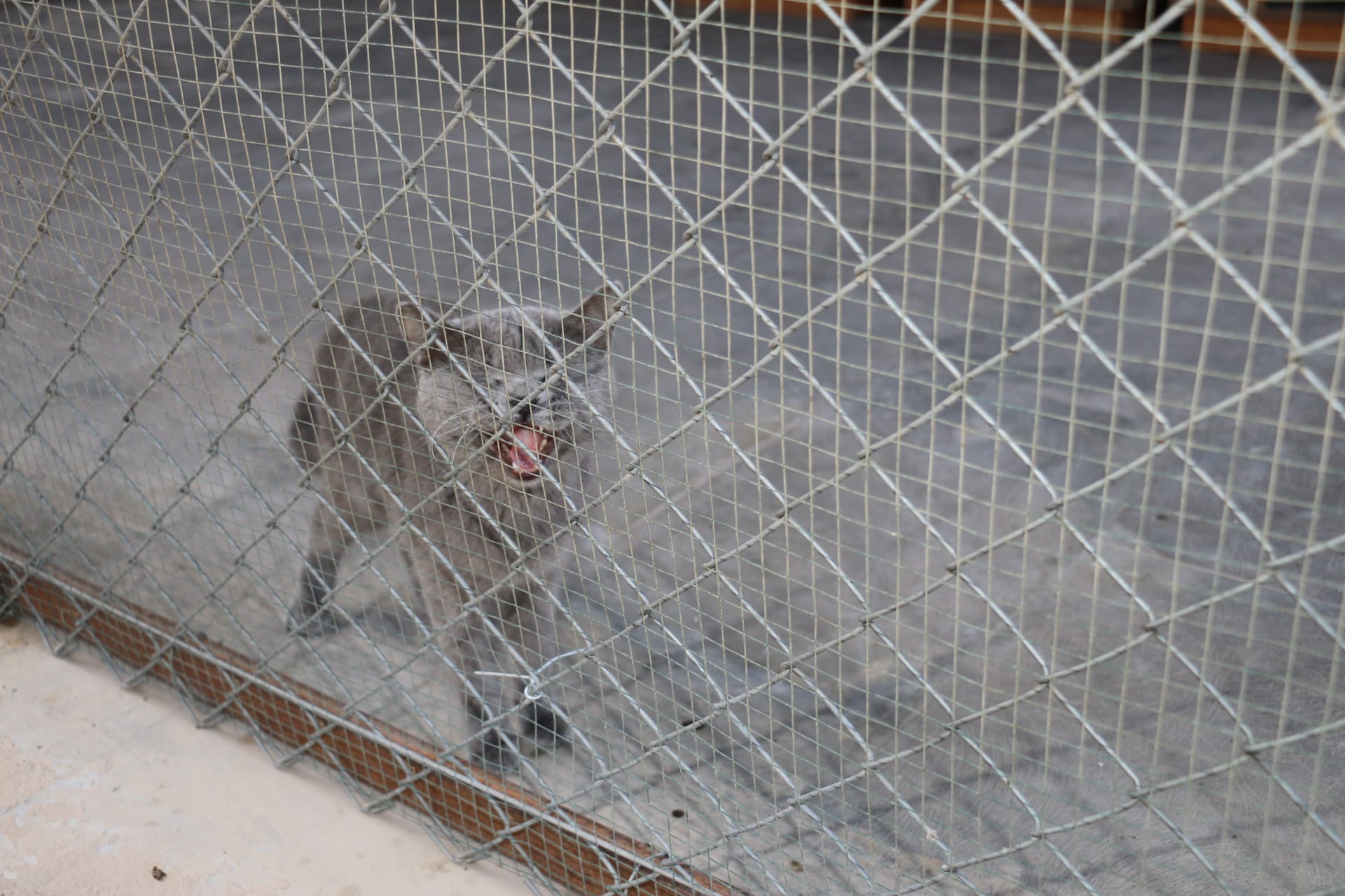 2 Bin 512 Sahipsiz Hayvan Koruma Altına Alındı
