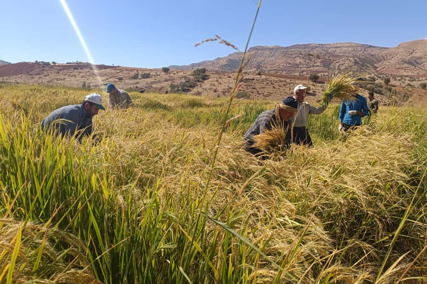 Geleneksel Yöntemlerle Çeltik Hasadı Başladı