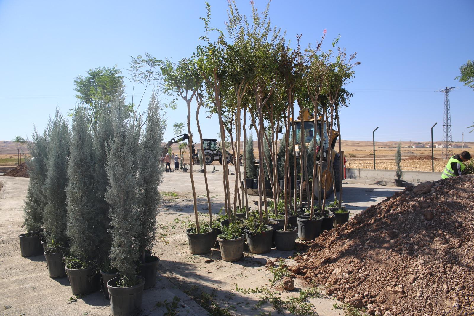 Kent Genelinde Fidan Dikimi Başladı