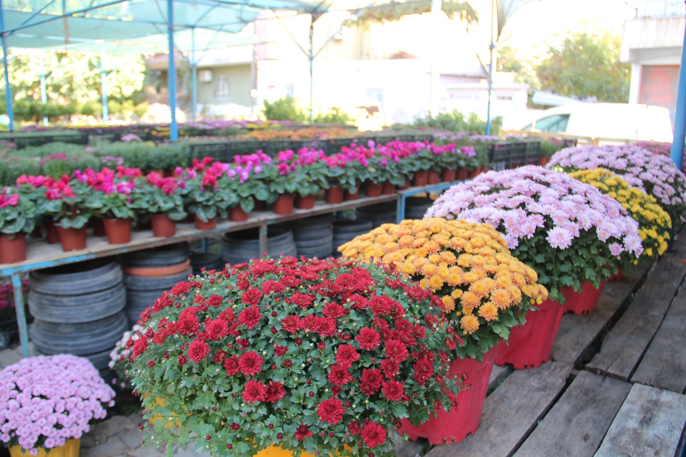 Kasımpati Satışları Başladı