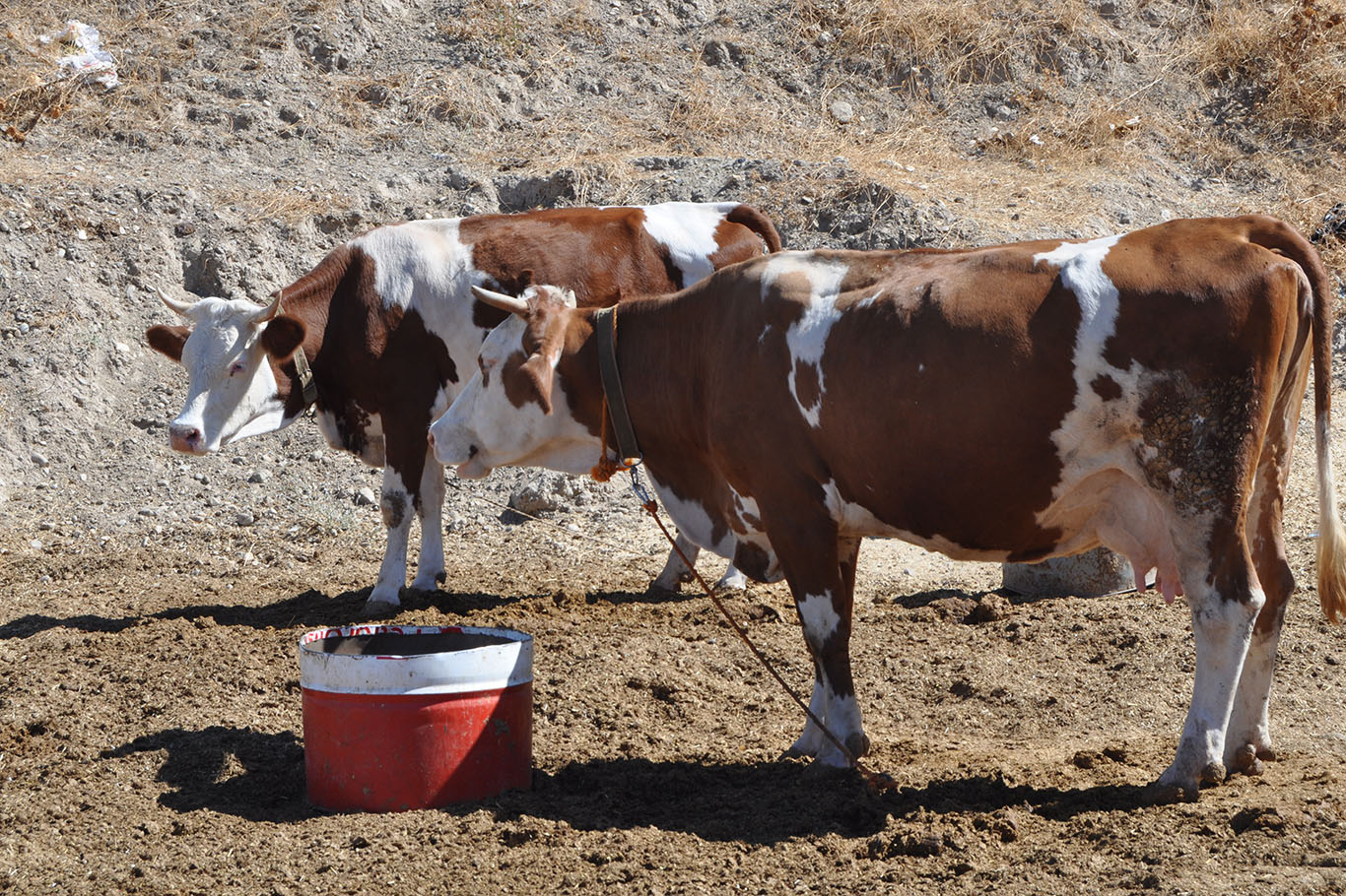 Veterinerlerden Uyarı: Batman’da Şap Hastalığı Yayılıyor