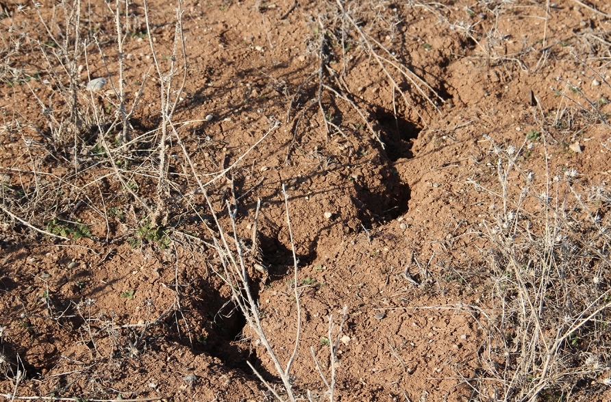 “Çiftçi tarlaya giremiyor, kuraklık büyük tehdit oluşturuyor”