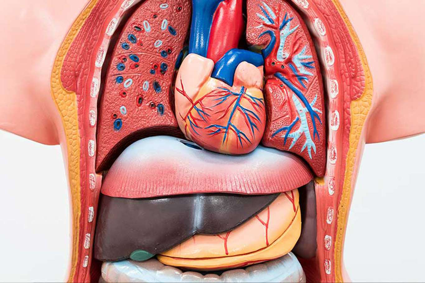 Batman İl Sağlık Müdürlüğü’nden Organ Bağışı Haftası Çağrısı