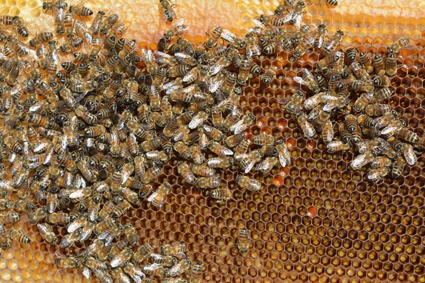 Batman’da Bal Miktarı Azaldı, Kalite Arttı