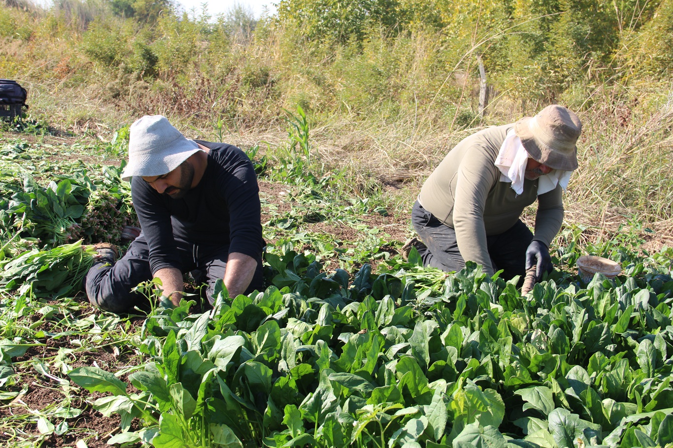 Batmanlı Çiftçi Destek İstiyor: Üretiyoruz Ama Kazanamıyoruz