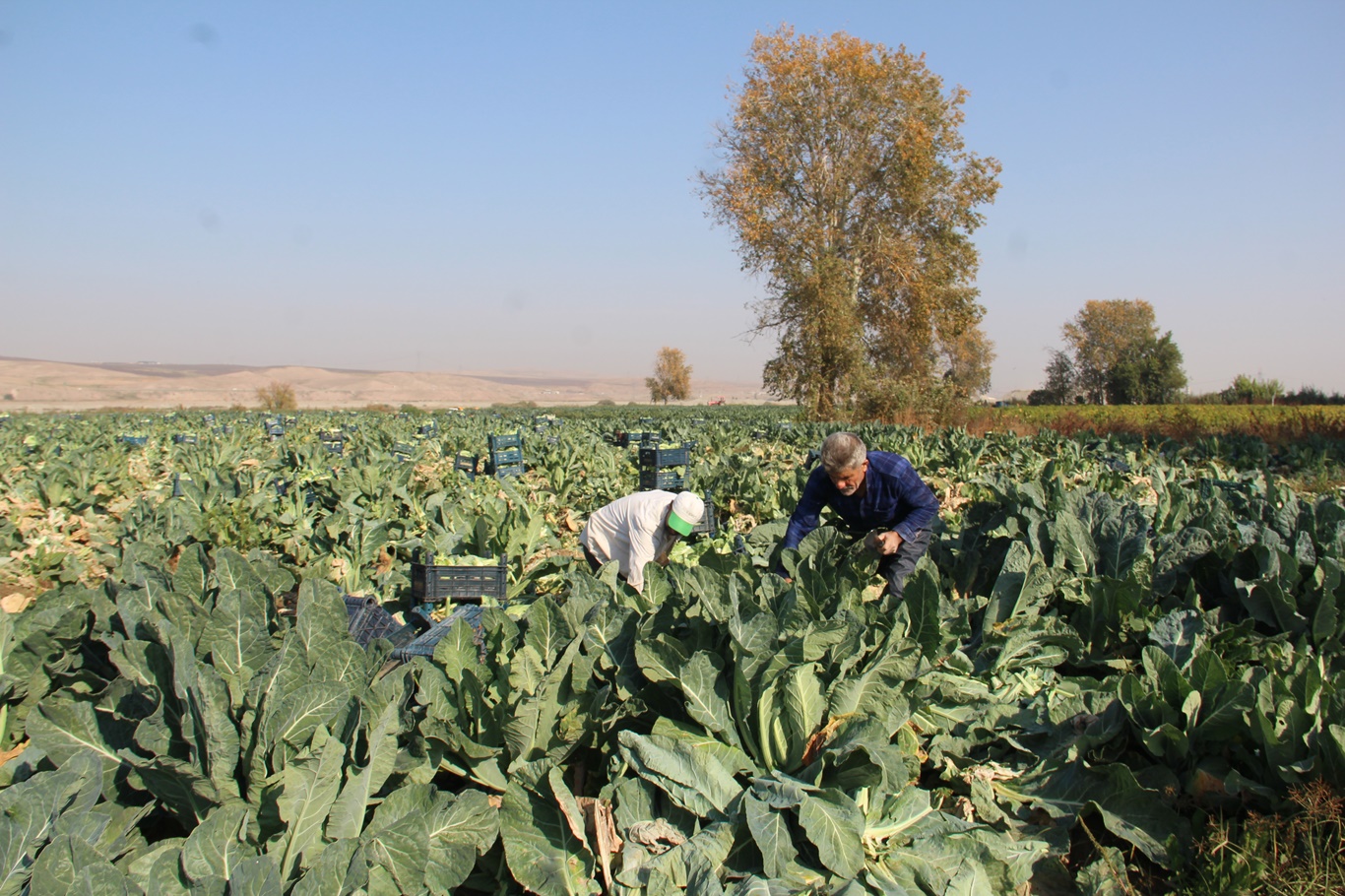 Batmanlı Çiftçiler Artan Maliyetler Karşısında Zor Durumda