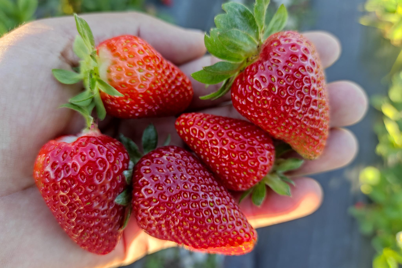 Sason’da Yılın Son Çilek Hasadı Başladı