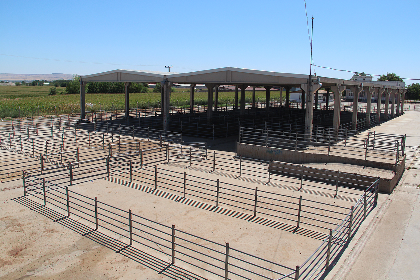 Hayvan Pazarı Yeniden Açıldı