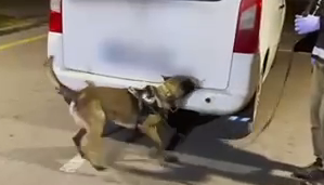 Hector’dan Kaçamadılar: 12 Kilo Uyuşturucu Ele Geçirildi