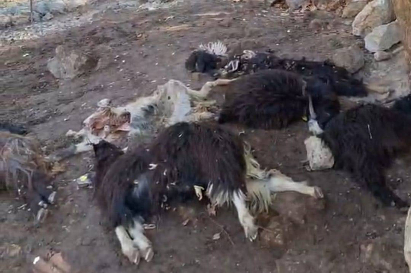 Gece Ağıla Giren Kurt, 10 Keçiyi Telef Etti