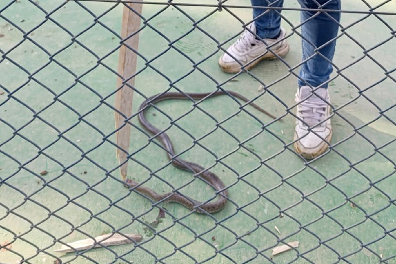 Oyun parkında yılan paniği