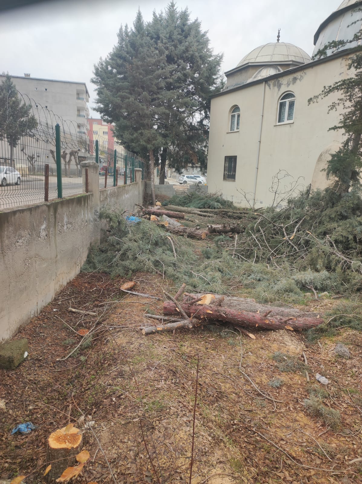 Cami Bahçesindeki Ağaç Kesimine Tepki
