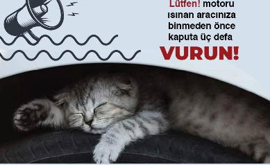 Belediyeden sürücülere sokak hayvanları için uyarı