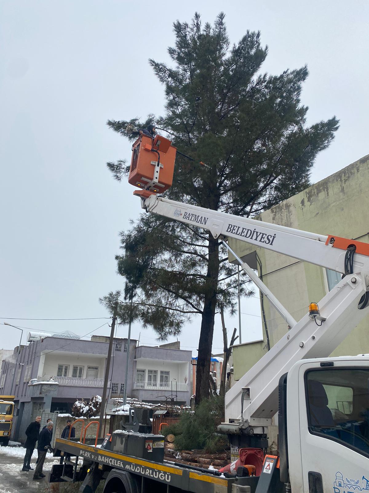 Ağaç Bakım ve Yenileme Çalışmaları Sürüyor