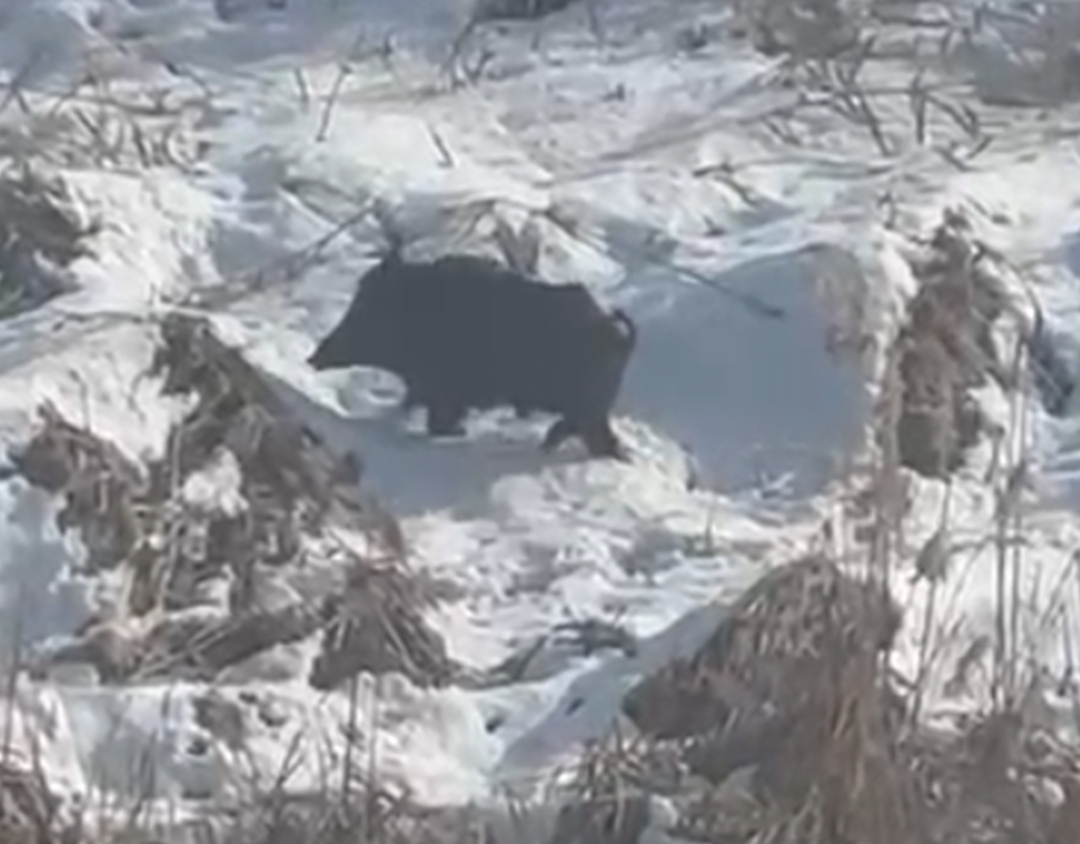 Aç kalan yaban domuzları yerleşim yerlerine yaklaştı