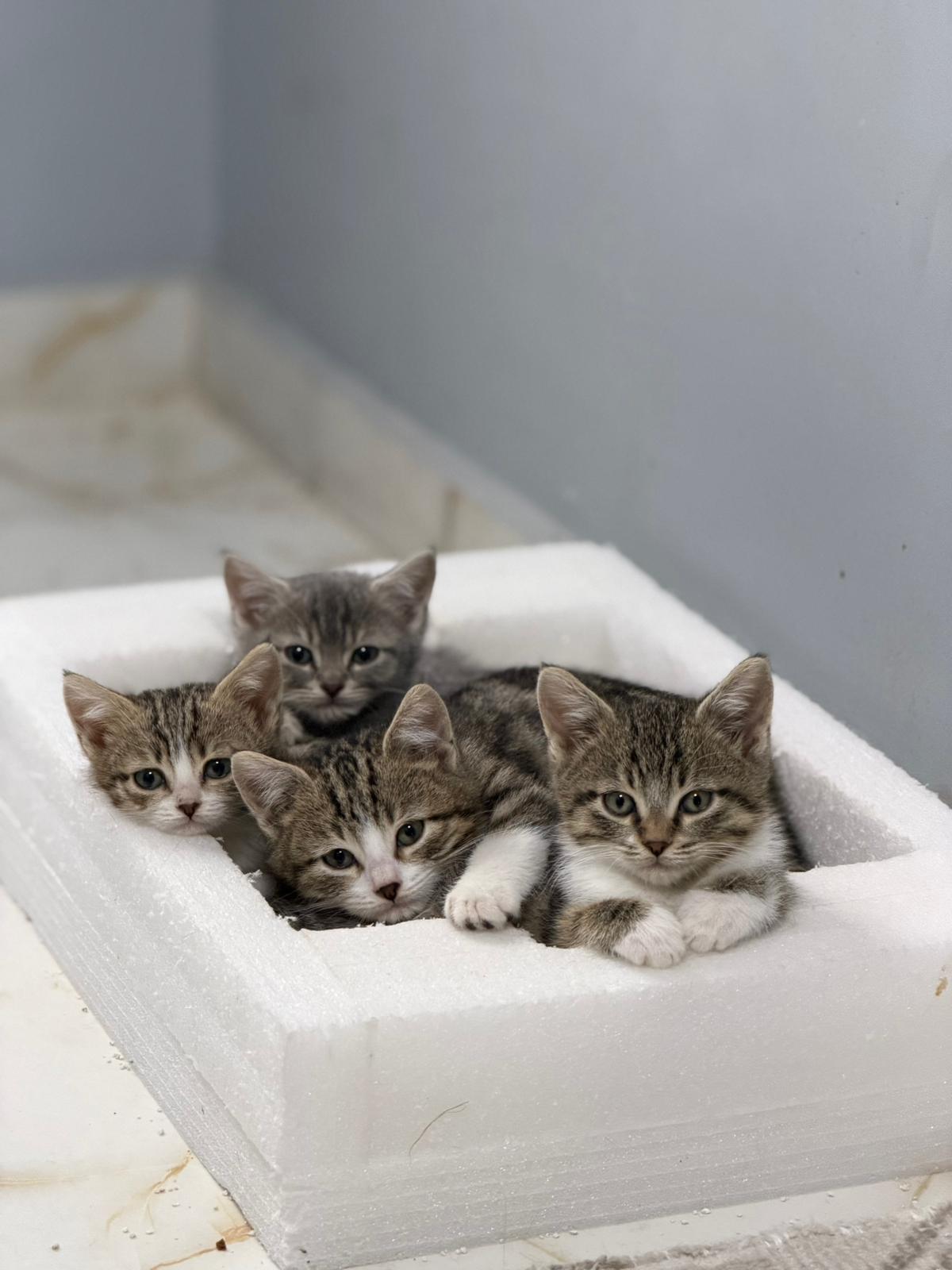 Sokak Hayvanlarına Bakım ve Tedavi Desteği