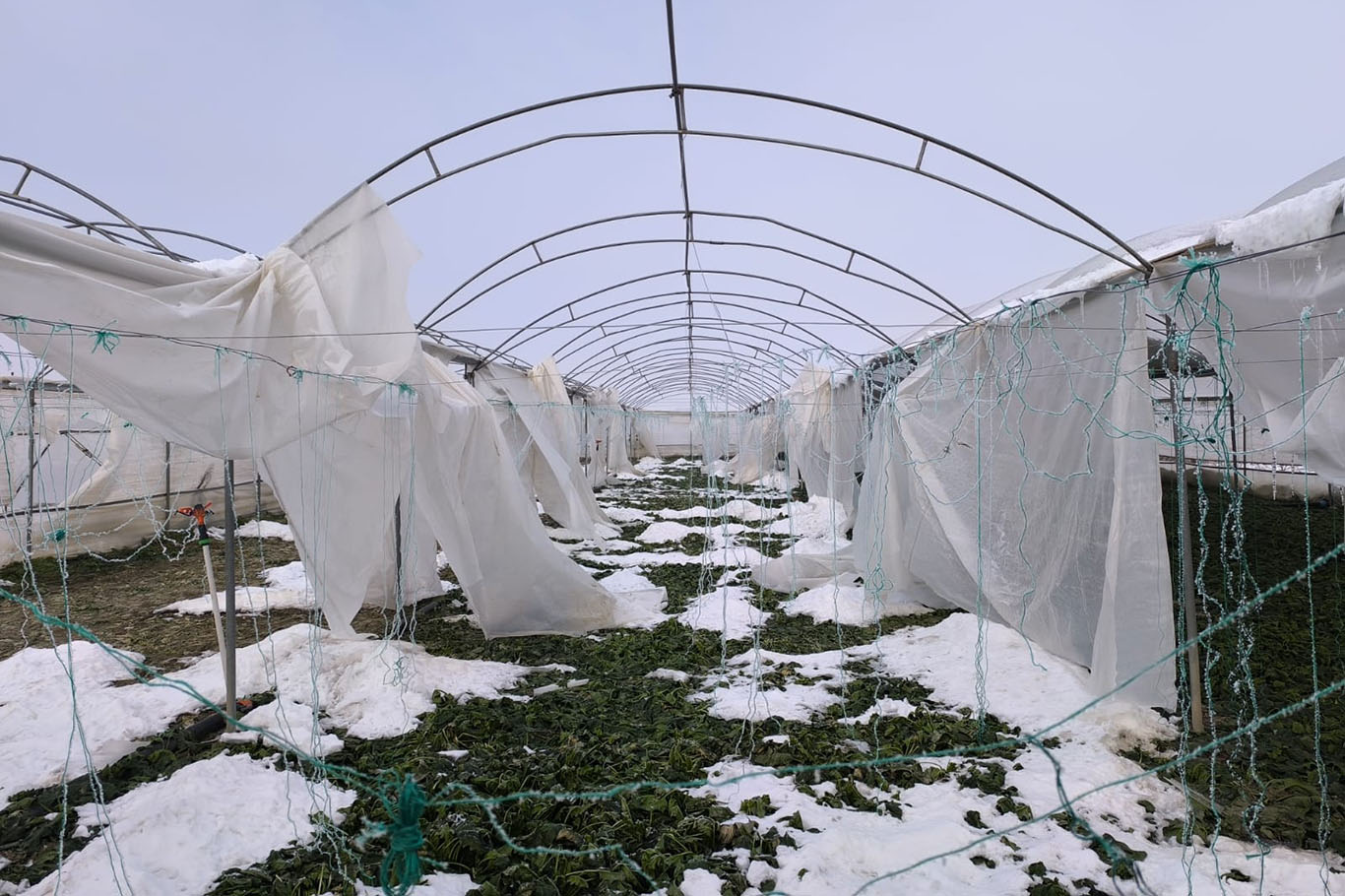 Seralarda büyük hasar var, çiftçi destek bekliyor