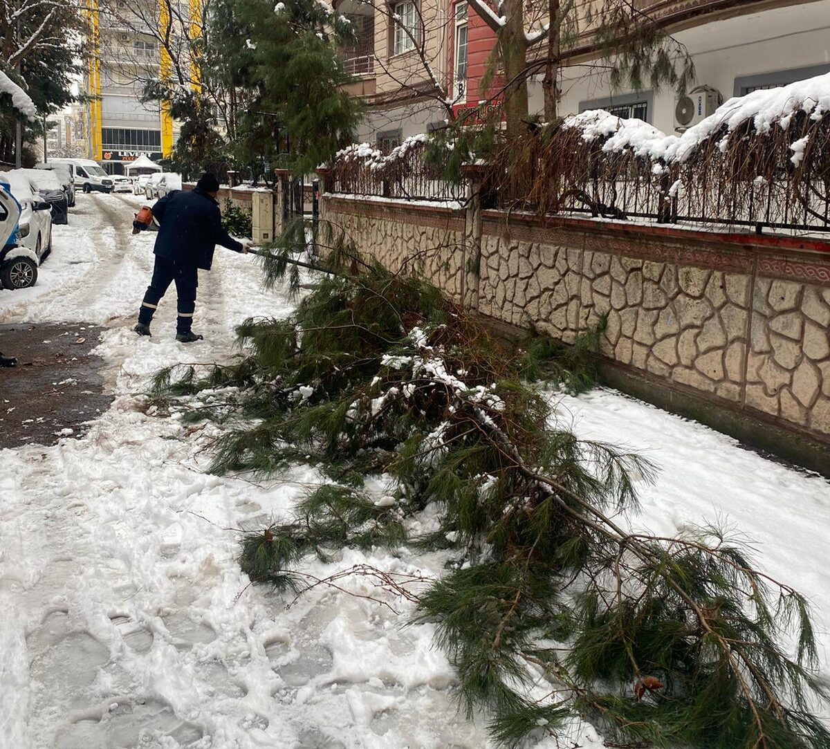 Belediyeden Tehlikeli Dallara Müdahale