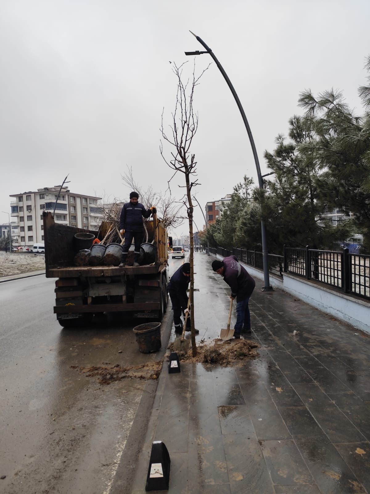 Batman Belediyesi Ağaçlandırma Çalışmalarını Sürdürüyor