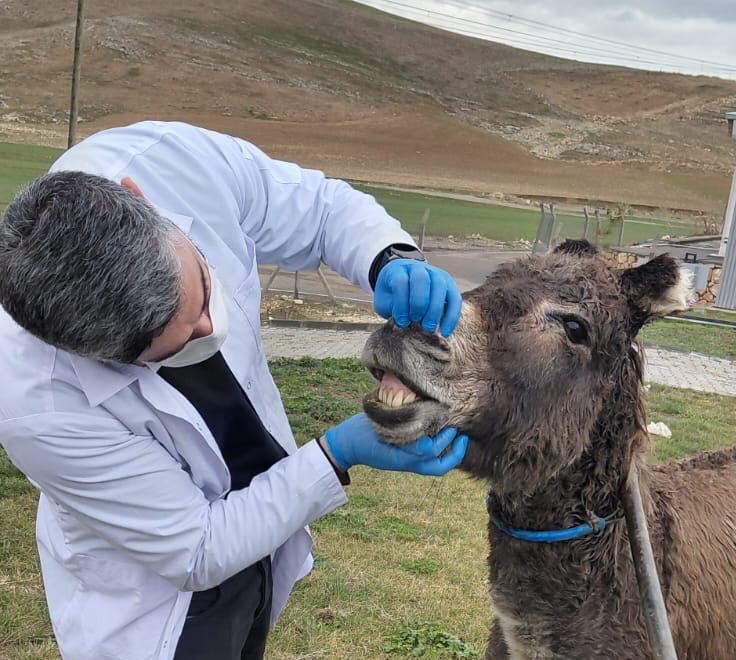 Batman’da İnsanlardan Ürken Eşek Güvenli Alana Alındı